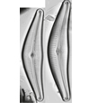 Scinaia furcellata (Turner) J.Agardh